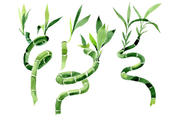 Bamboo Dracena Sanderiana Watercolor Set Guide