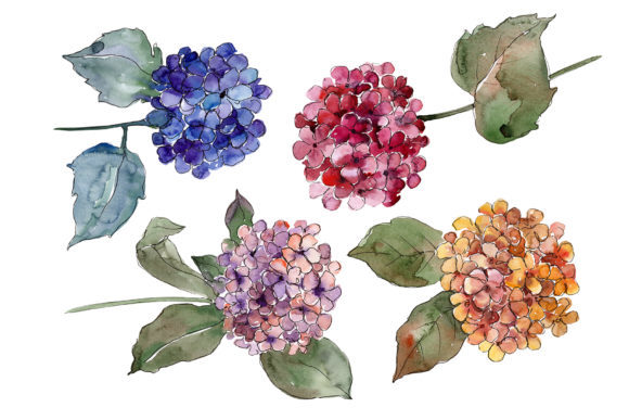 Big Colorful Gortenzia Flowers Set: Integrating Hand-Painted Botanicals into Professional Design Workflows