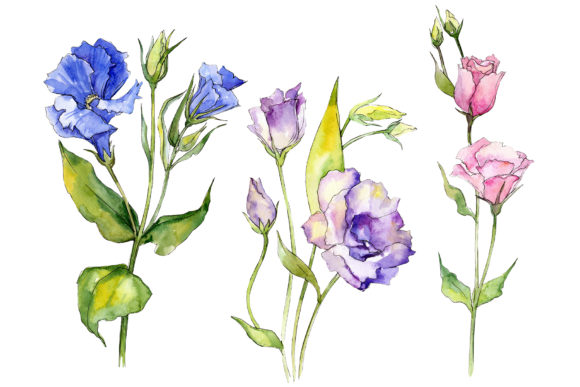 Delicate Eustoma Flower Watercolor Set: Elevating Digital Design with Hand-Painted Botanicals