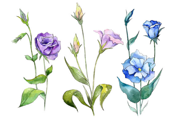 Elevating Digital Design with the Blue and Purple Eustoma Watercolor Set