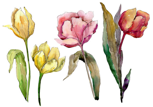 Enhancing Digital Design with the Colorful Tulips Watercolor Flower Set