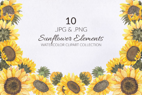 Evaluating the 10 Sunflower Watercolor Illustration Set for Creative Projects