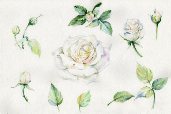Evaluating White Rose Watercolor Flowers for Digital Design