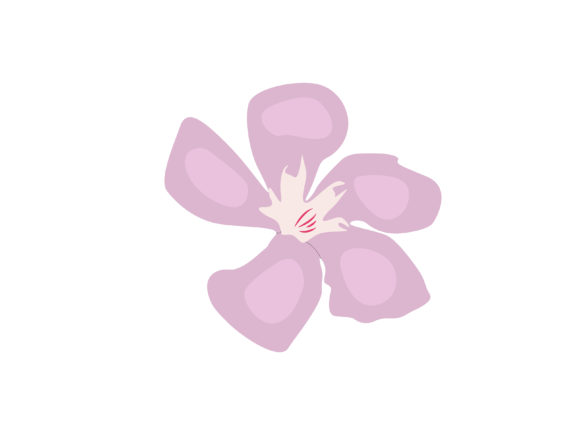 Nerium Oleander Flower: Beauty, Uses, and Safety