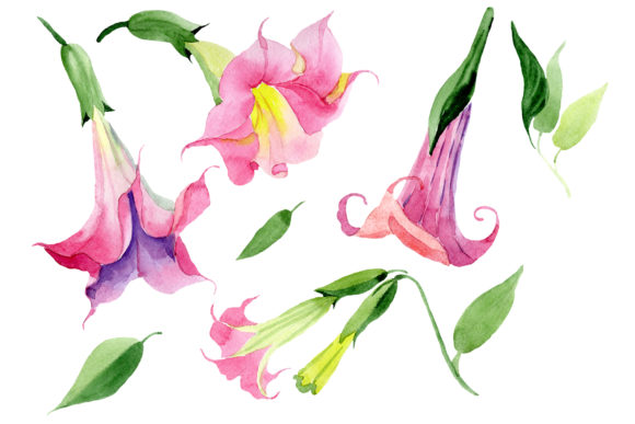 Pink Brugmansia PNG Watercolor Set Guide