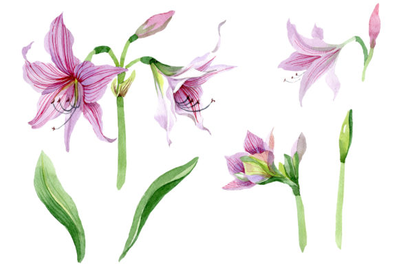 Purple Amaryllis Watercolor Set for Creative Projects