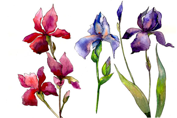 Red and Purple Irises Flowers Watercolor Set: Elevating Floral Design Projects