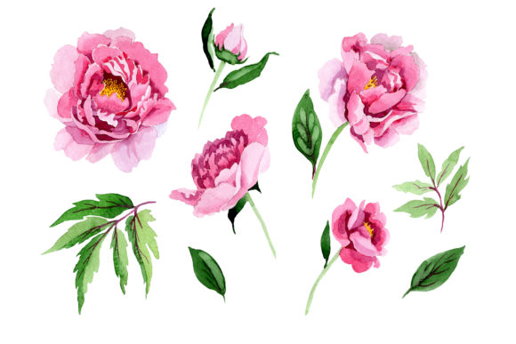 Tender Pink Peony Watercolor Set for Design