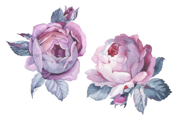 Two Pink Roses Watercolor Set for Creative Projects