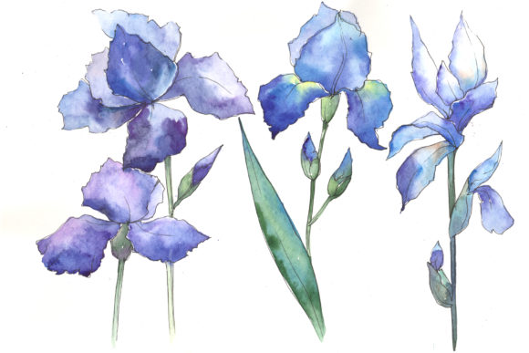 Watercolor Blue Irises Flowers Set for Creative Projects