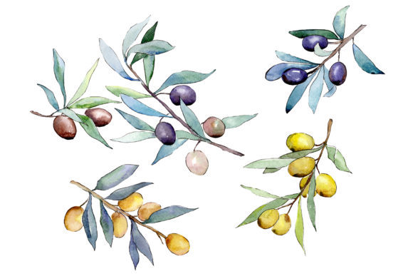 Watercolor Olives Set: Elevating Design with Hand-Painted Botanical Elements