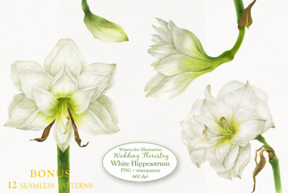 White Hippeastrum for Wedding Floristry: Elevating Design with Hand-Drawn Watercolor Assets
